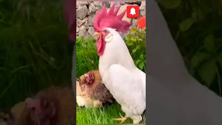 chicken cock funny youtubeshorts see [upl. by Aleka]