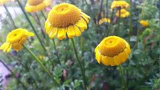 Golden Marguerite Cota Tinctoria  Yellow Chamomile  20120611 [upl. by Yerffeg]