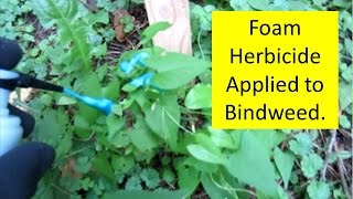 How to kill Morning Glory Bindweed with Green Shoots Foam Herbicide [upl. by Sonia]