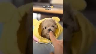 Is This The CUTEST Puppy Surprise Ever shorts puppy dogbreed doggos [upl. by Fennie559]