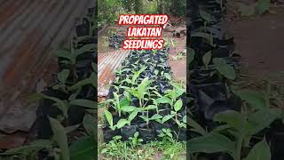 LAKATAN SEEDLINGS READY TO PLANT countrysideandfarmlife farming [upl. by Mellar]