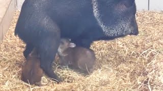 Baby Peccaries drink mothers milk [upl. by Baptista]