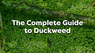 The Complete Guide to Duckweed in Ponds Removal Prevention amp More [upl. by Alegnaoj]