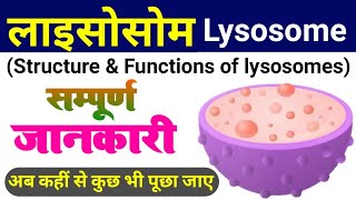 lysosome  lysosome structure and function  types of lysosomes  cell organelles  Koshika लयनकाय [upl. by Kubiak]