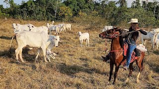 PRIMEIRA VEZ NA LIDA COM ÉGUA RECEM DOMADA Vaca brava quis me pegar [upl. by Englis]