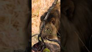 Lion Hunting 🔥🦁🔥 wildlife animals shortsfeed viralvideo [upl. by Arlyne]