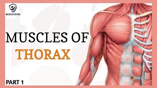 Muscles of the Thorax and Abdomen  Abdomen Anatomy  Origin  Insertion and Action  Part 1 [upl. by Einama138]