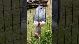 Marabou Stork in Honolulu Zoo 2023 [upl. by Eleanore167]