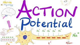 Action Potential  Most COMPREHENSIVE Explanation  Nerve Physiology [upl. by Kara-Lynn]