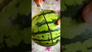 Fresh fruits watermelon in garden harvesting freshfriut watermelon cuttings shorts garden [upl. by Nasas]