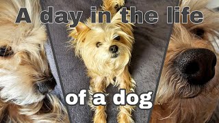 A Day in The Life as a 7yearold Yoranian  YorkiePom  TikTokVoiceover Trickster  Evelina 2024 [upl. by Acinnor]