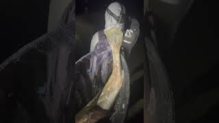 100cm Jew Mulloway fish [upl. by Grubman]