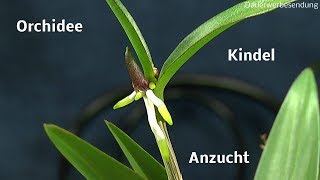 Die Welt der Orchideen Kindel teilen und Pflege der Orchidee [upl. by Templer]