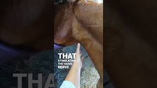 Vagus Nerve Stimulation  Animal Massage [upl. by Ahsikam]