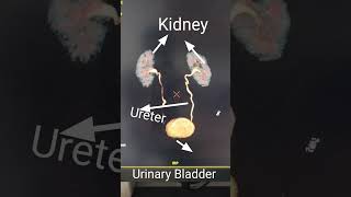 Urinary System anatomy [upl. by Haldeman]