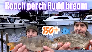 Coarse Fishing Wroxham boat yard north Norfolk 150 plus fish perch bream roach Rudd [upl. by Alys658]