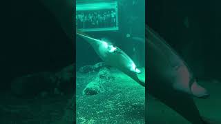 Visite Nausicaa  Le Plus Grand Aquarium D’europehttpsyoutubeAYr4MbCUxYY nausicaa [upl. by Noland]