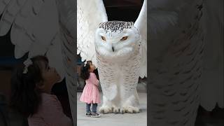 GIANT White Owl Meets Curious Child [upl. by Iluj]