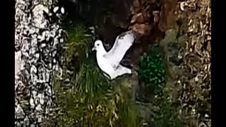 The Artic Fulmar Chicks first flight Safe travel and God speed Sept 2 2024 [upl. by Krasner]