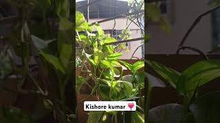 Sadabahar geeth shorts kishorekumar oldisgold 90s plants [upl. by Uht]