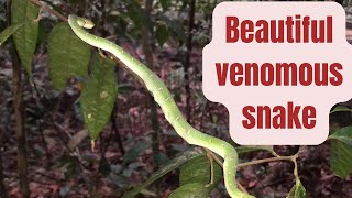 Friendly venomous snakes  animals in the wild  Highly venomous [upl. by Ditmore762]