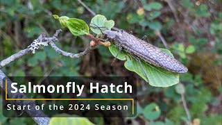 Salmonfly Hatch 2024 Start of the Season Dry Fly Fishing Oregon [upl. by Retnyw]