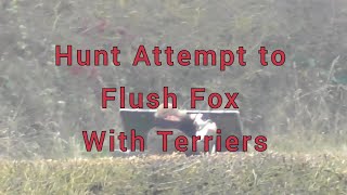 Hunt Attempts to Flush Fox With Terriers [upl. by Valiant]