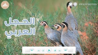 سرب من طيور الحجل العربي  Arabian Partridge  Alectoris melanocephala [upl. by Aifas]