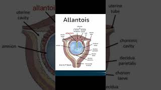 What is the structure of an allantois [upl. by Chet989]