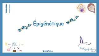 LÉpigénétique  Génétique [upl. by Iznek]