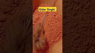 Gidar Singhi shortvideo [upl. by Freddie333]