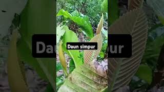 Daun simpur [upl. by Paten]