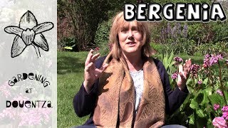 Bergenia Care How to Grow Elephants Ear  1 of 30 my month of perennials [upl. by Amled643]