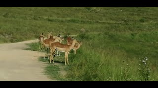 ORIBI GORGE ELANDS PARK [upl. by Eldoree]