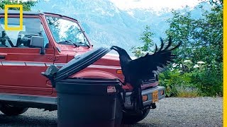 ¡Impresionante Este cuervo INTELIGENTE supera la barrera del cubo de basura  NatGeo en Español [upl. by Millar]