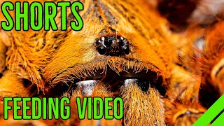 Pterinochilus murinus Orange Baboon Tarantula Feeding shorts [upl. by Hgielah]