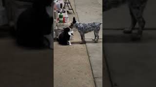 Barn chores are always entertaining cute cat animals catlover horse cattledog heeler acd [upl. by Ardnusal750]