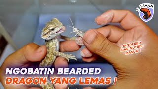 TREATMENT BEARDED DRAGON YANG LEMAS BIAR SEHAT  SAWAN [upl. by Assetak674]