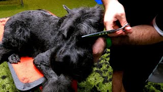 Full body and head clipper and scissors Giant Schnauzer [upl. by Amaral]