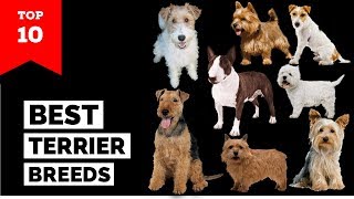 Terrier Breeds – Top 10 Popular Terrier Dogs [upl. by Theresita960]