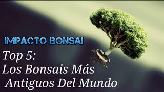 Top 5 Los Bonsais Más Antiguos Del Mundo [upl. by Pollack364]