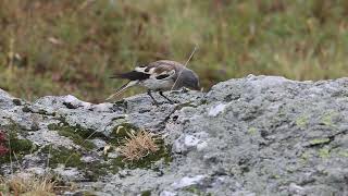 Niverolle alpine  Whitewinged Snowfinch Montifringilla nivalis [upl. by Erina]