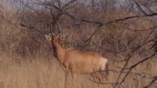 hartebeest hunt at Otjere [upl. by Etti]