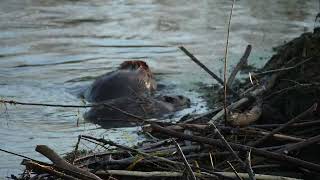 North American Beavers work on their northern USA dam adding mud vegetation and moving a log [upl. by Orgalim]