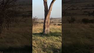 Wildlife safari subscribe wildlife kenyasafari masaimara africansafari [upl. by Shaun]