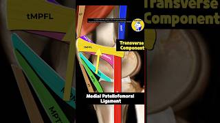 Fig 4A01 Anatomy of the Medial Patellar Retinacular Complex Part 1 [upl. by Doownyl351]