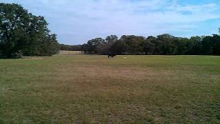 Blackmouth cur working cattle [upl. by Artus]