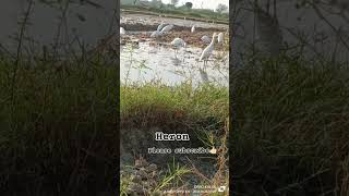 Heronplease subscribe herons indian [upl. by Ariad339]