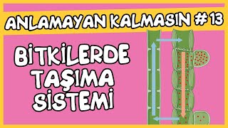 Anlamayan Kalmasın 13 Bitkilerde Taşıma Sistemi [upl. by Enoob]