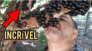 DIRETO DO PÉ DE JABUTICABA UMA EXPERIÊNCIA INCRÍVEL frutas jabuticaba [upl. by Turino]